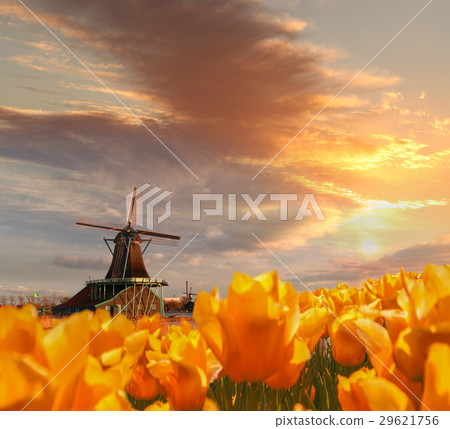 Dutch windmill with tulips in Amsterdam, Holland 29621756
