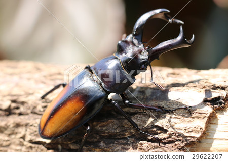 Parry Futamata stag beetle Parry Futamata stag beetle 29622207
