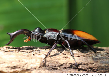 Parry Futamata雄鹿甲蟲 Parry Futamata雄鹿甲蟲 29622431