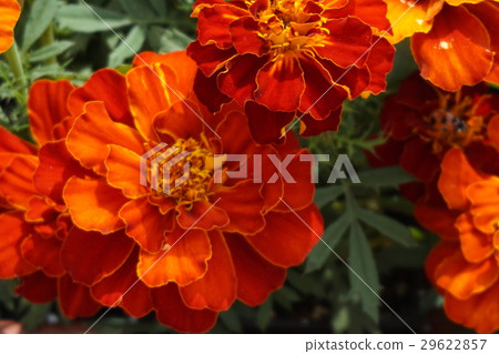 Marigold Marigold 29622857