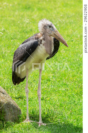 Marabou stork Marabou stork 29622908