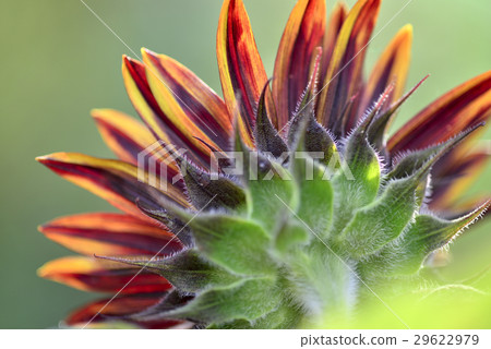 Sunflower 3 29622979