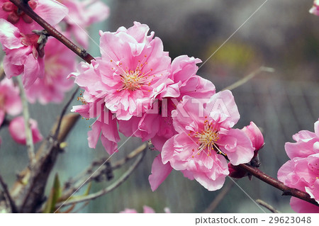 吉祥花桃（Hanamomo） 29623048