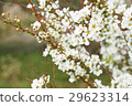 繡線 29623314