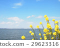 Kasumigaura和油菜花 29623316