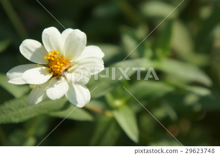 Bamboo grass Bamboo grass 29623748