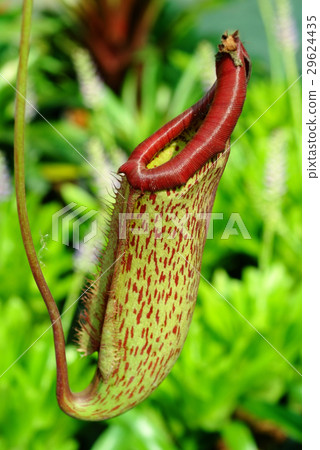 nepenthes plant-eating insects  29624435