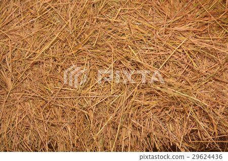 rice straw in the farm use for background rice straw in the farm use for background 29624436