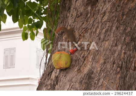 Squirrel eating food in coconut on a tree. Squirrel eating food in coconut on a tree. 29624437