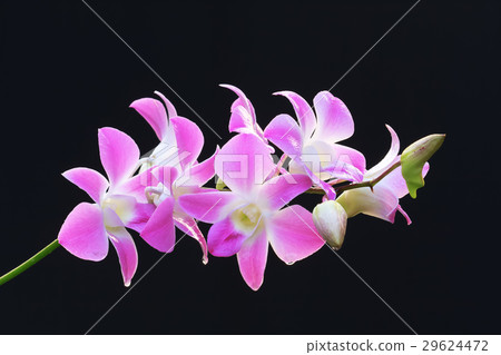 Cattleya Blossom. 29624472