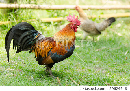 Asian bantam on green grass 29624548