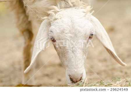 Close up of sheep face in the farm Close up of sheep face in the farm 29624549