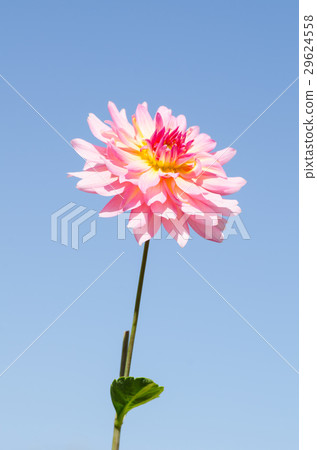 照片素材(图片): beautiful dahlia flower on blue sky