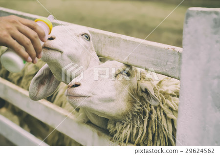 Feeding milk to sheep in the farm,vintage tone Feeding milk to sheep in the farm,vintage tone 29624562
