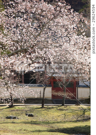 Cherry blossoms of Todaiji monument Cherry blossoms of Todaiji monument 29624594