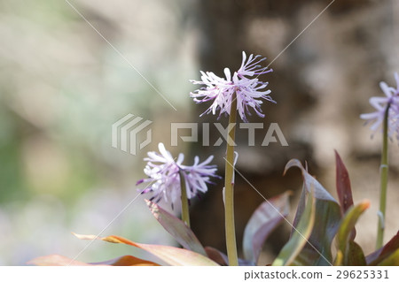 Flower of Shoddy Bakama 29625331