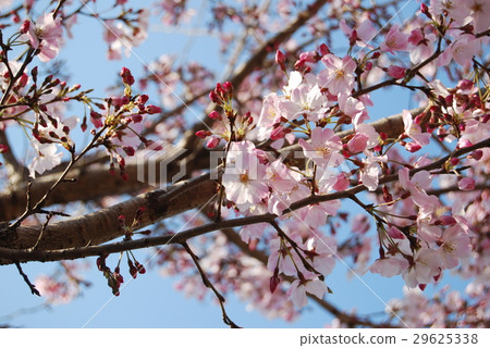 櫻桃樹 29625338