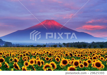 Red Fuji and Sunflower Red Fuji and Sunflower 29625393