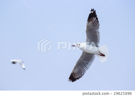 Seagull Seagull 29625896