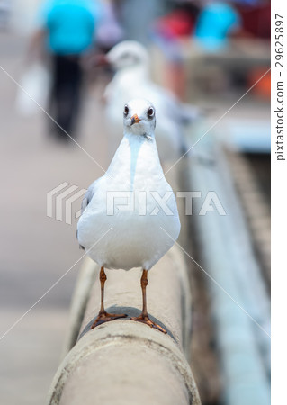 Seagull Seagull 29625897