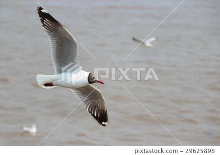 Seagull Seagull 29625898