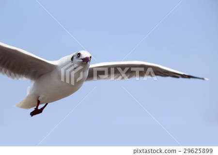 Seagull 29625899