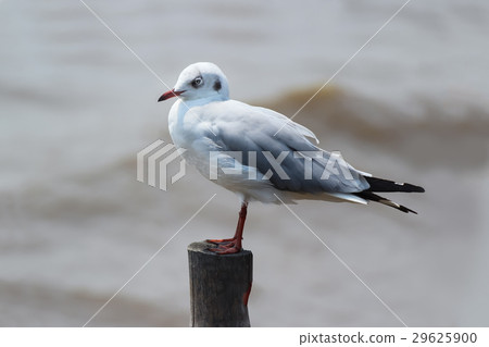Seagull 29625900