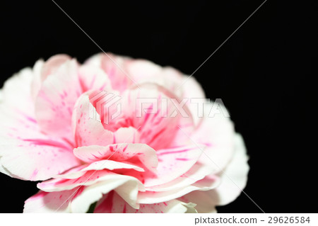 康乃馨 康乃馨 29626584