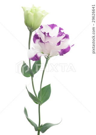 White and purple Turkish chickens 29626641