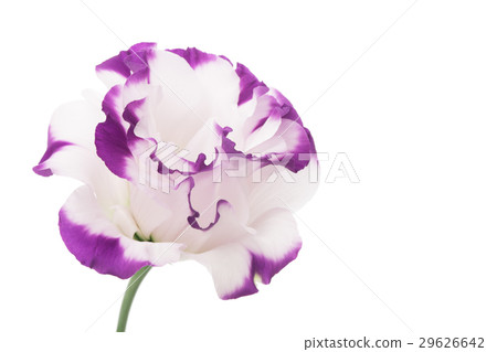 White and purple Turkish chickens White and purple Turkish chickens 29626642