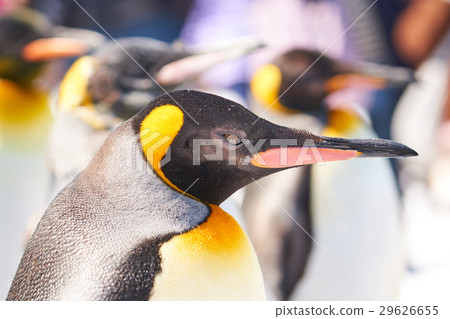 King Penguin's profile 29626655