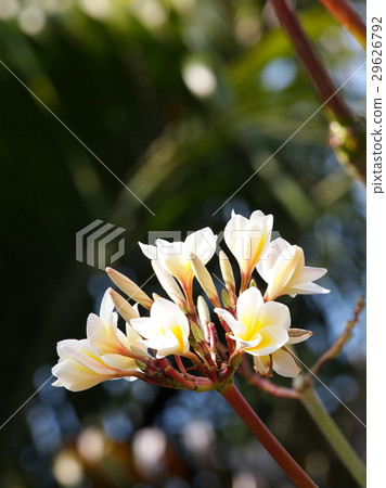 yellow white flowers of Frangipani, Plumeria 29626792