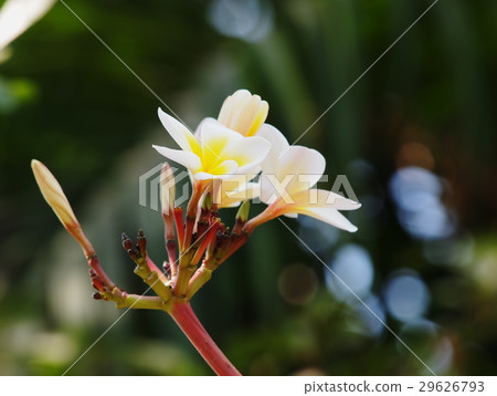 yellow white flowers of Frangipani, Plumeria yellow white flowers of Frangipani, Plumeria 29626793