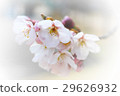 櫻桃樹 29626932