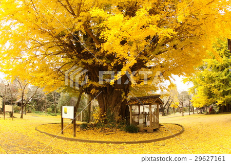 Large ginkgo of Nishirenji 29627161
