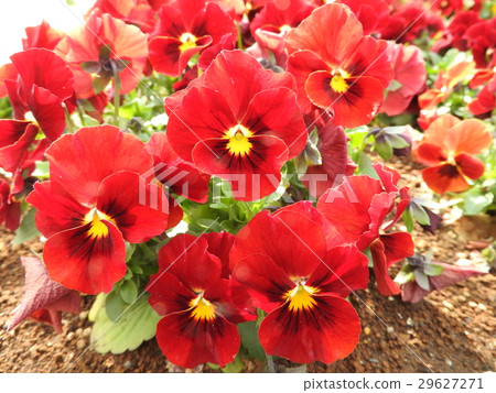 Pansy was named from PANSE which means Fuzzy thought. Flower also looks like a man's indulgence. Pansy was named from PANSE which means Fuzzy thought. Flower also looks like a man's indulgence. 29627271