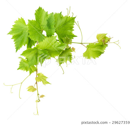 Vine leaves border isolated on white background Vine leaves border isolated on white background 29627359