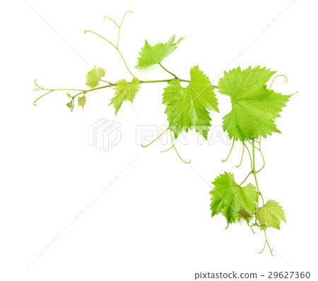 Vine leaves isolated on white. Green leaf 29627360