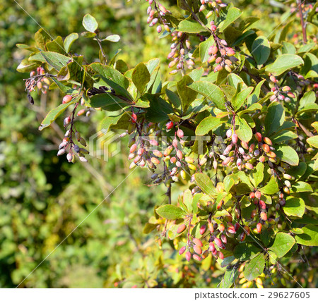 Natural background with fruits. Natural background with fruits. 29627605