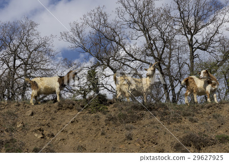 Herd of mountain goats on the slopes in the bushes 29627925