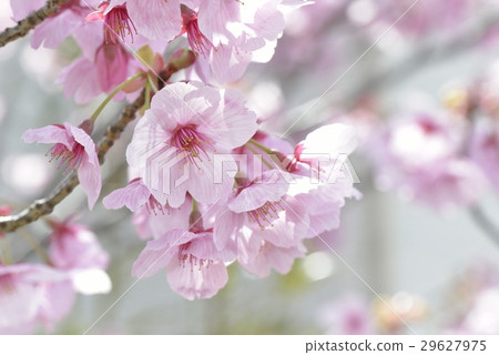 Cherry Blossoms Cherry Blossoms 29627975