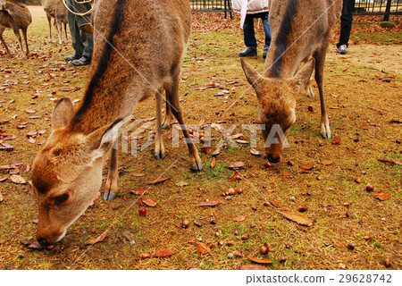 Deer eating acorns with Nara and deer 29628742