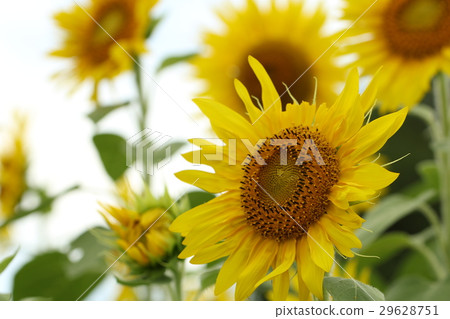 向日葵 29628751
