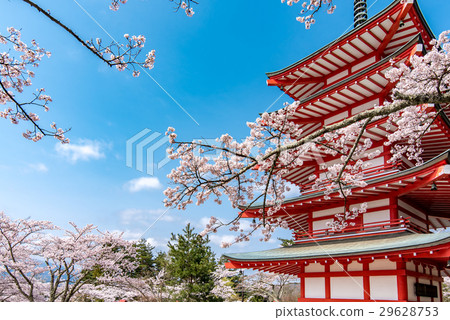 Scenery with cherry blossoms 29628753