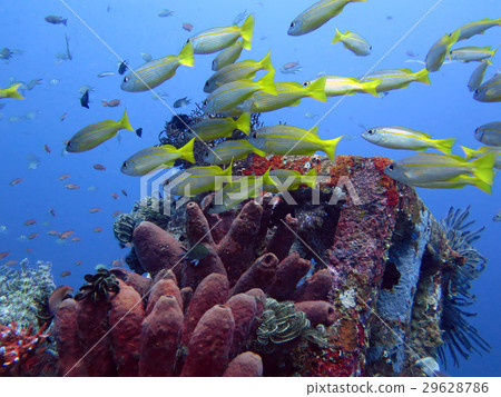 coral reef alive with marine life and fish, Bali 29628786