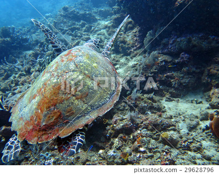 Hawksbill sea turtle current on coral reef island 29628796