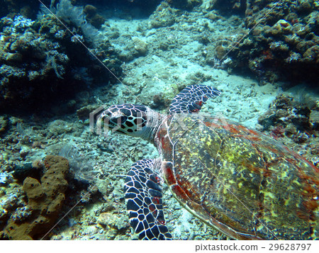 Hawksbill sea turtle current on coral reef island 29628797