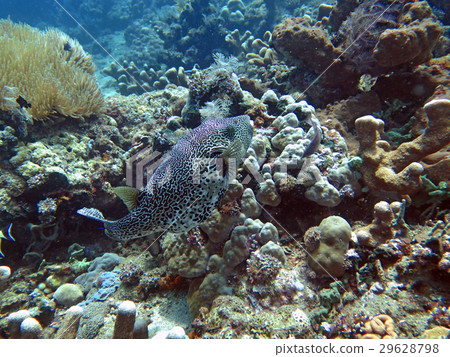 coral reef alive with marine life and fish 29628798