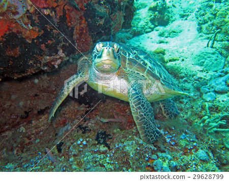 Hawksbill sea turtle current on coral reef island 29628799