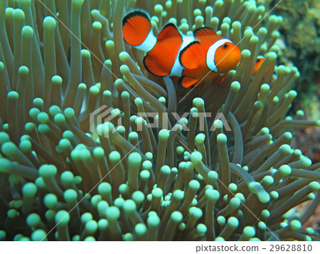 Orange nemo clown fish in the vivid green anemone Orange nemo clown fish in the vivid green anemone 29628810